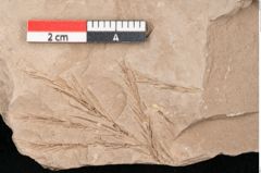Foto (Detailansicht) von Taxodium distichum miocenicum Heer (NHMW-GEO-2024-0188-6424)